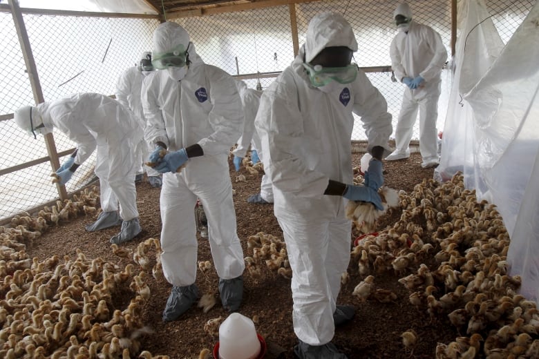 Workers cull chicks at a farm. 