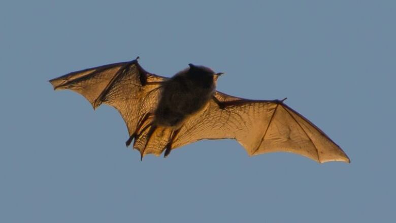 A bat flies in P.E.I.'s evening sun. 