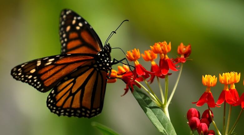  A butterfly on a flower.