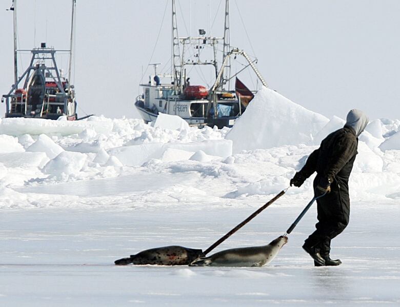 A sealer drags two dead harp seals back to his boat