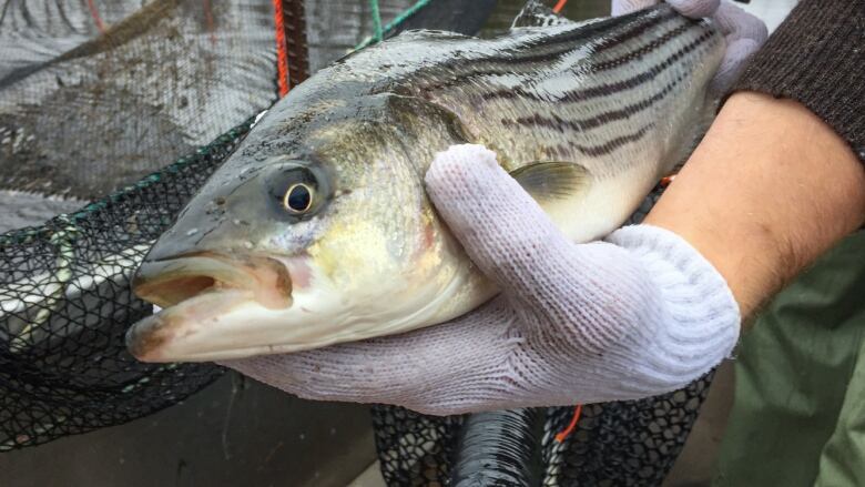 Man with white glove holding fish.