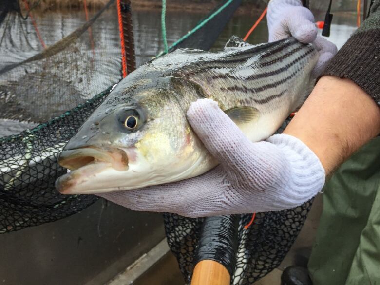 Man with white glove holding fish.