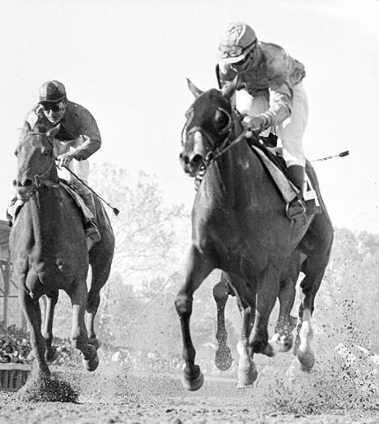 Two horse and jockeys are shown during a race in a black-and-white photo/