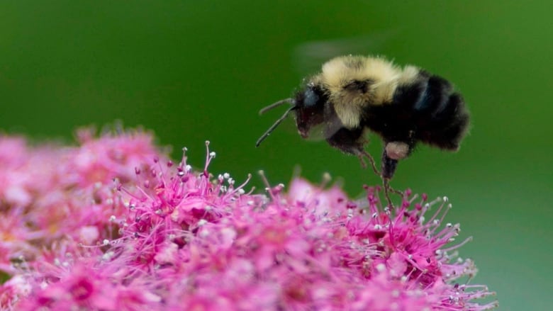 A bumblebee is landing on a flower