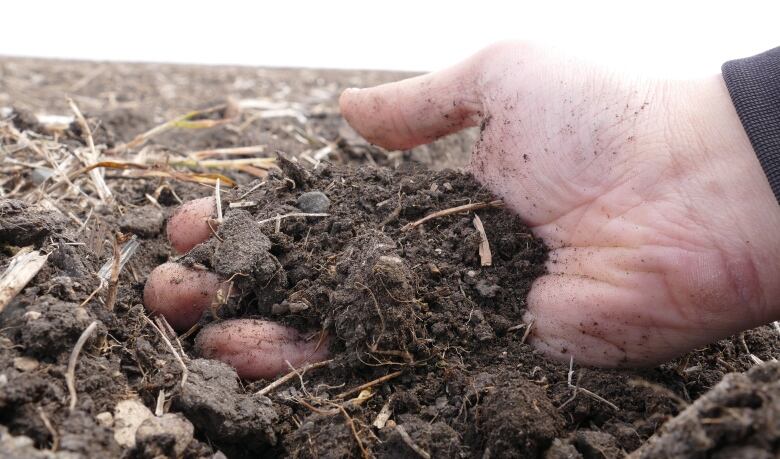 A farmer's weathered hand holds a palmful of rich brown soil just before the harvest.