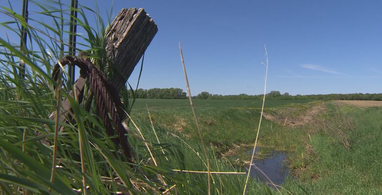 Grasses and reeds are seen near a drainage ditch.