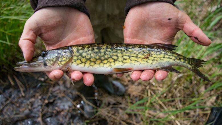 A fish is held in two hands. 