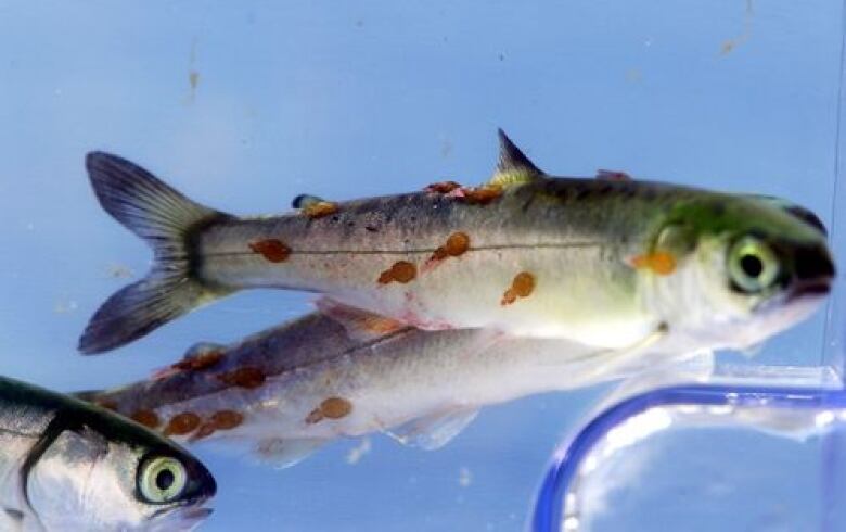 A juvenile sockeye salmon with sea lice.