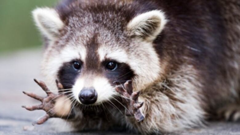 Rabid Raccoon.