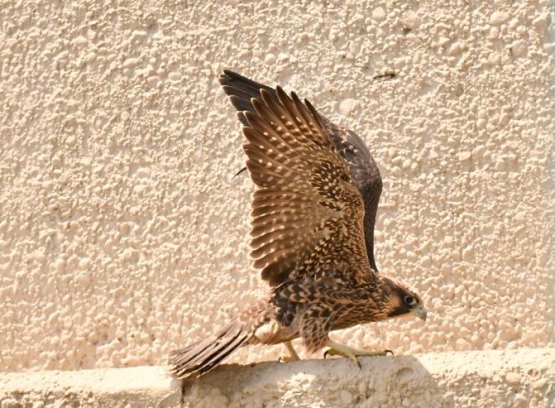 A young peregrine falcon stretches its winds near the Ambassador Bridge.