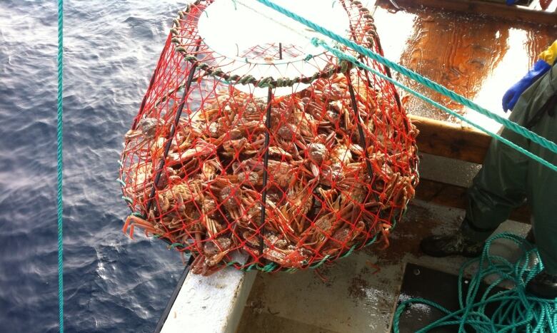 Crab in a crab trap on boat.