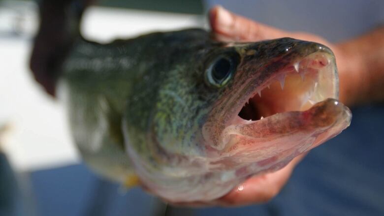 A close-up of a fish.