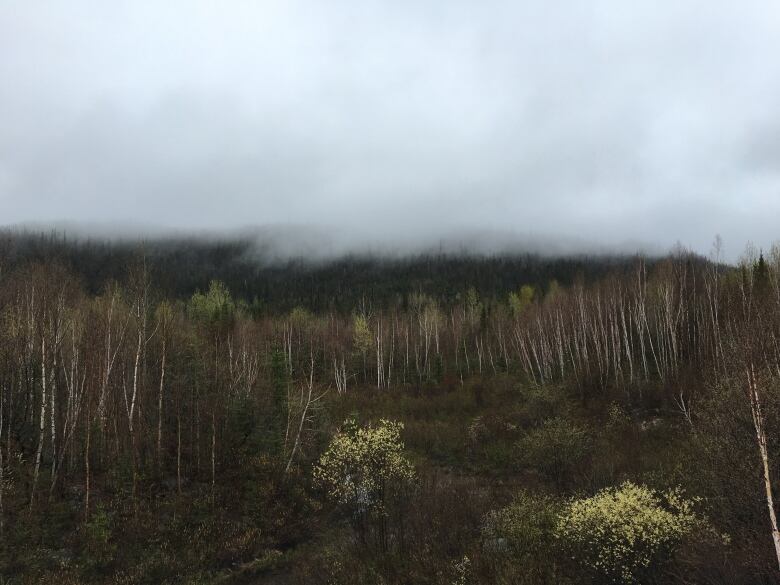 Trees reach out to touch clouds above them. 