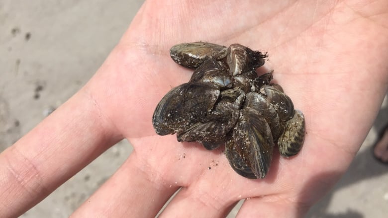 A hand holding zebra mussels is pictured.