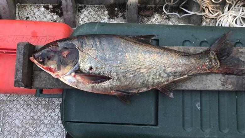 This June 22, 2017, file photo provided by the Illinois Department of Natural Resources shows a silver carp that was caught in the Illinois Waterway below T.J. O'Brien Lock and Dam, approximately 14 kilometres away from Lake Michigan. A two-week search turned up no additional Asian carp in a Chicago waterway where the invasive fish recently was found beyond the electric barrier network designed to prevent them from reaching the Great Lakes.