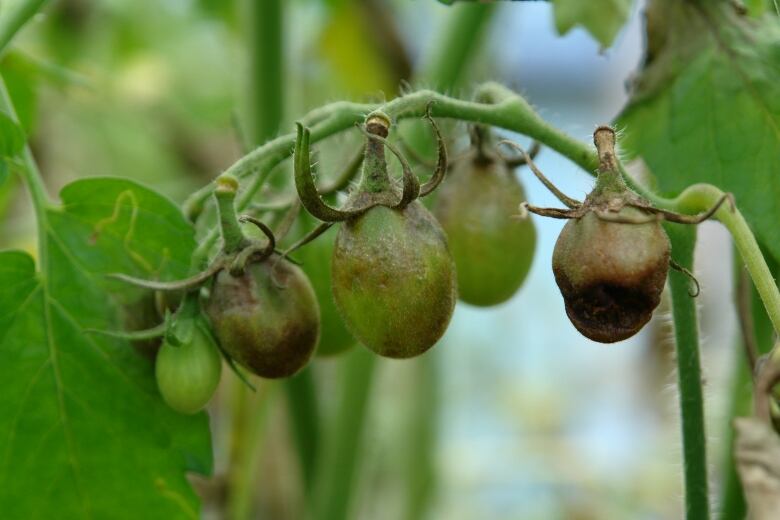 Tomatoes with damage from blight 