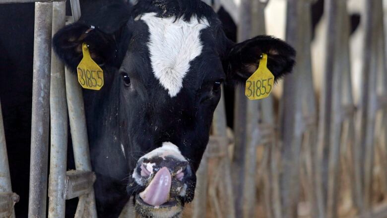 A cow sticks its head out through a fence and stares at the camera. It has yellow tags on both its ears.