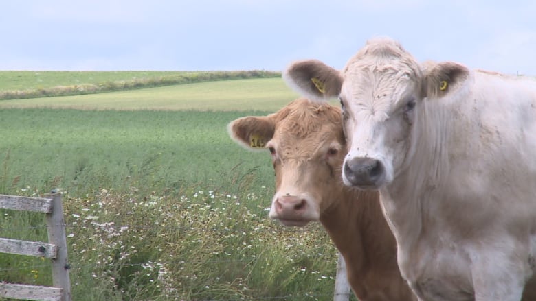 Two beef cattle are seen in a pasture.