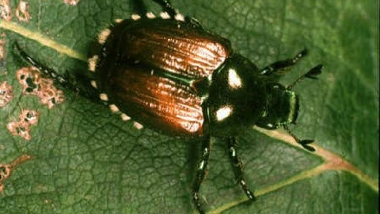 A shiny golden brown beetle crawls on a leaf.