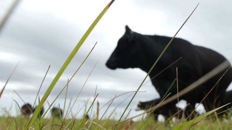 Cows are seen in a pasture in southern Manitoba on a cloudy day.