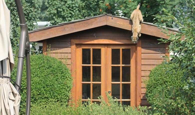 A mother bobcat jumps down from a backyard shed. Fish and Wildlife officers say there are many ways to make them move out. 