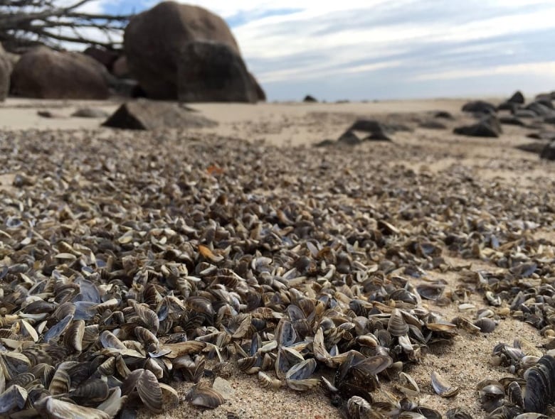 Clusters of shells blanket a beach.