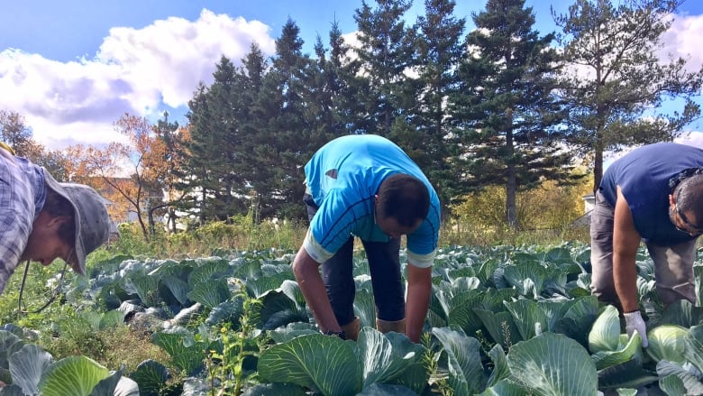 People at work in a P.E.I. cabbage field.