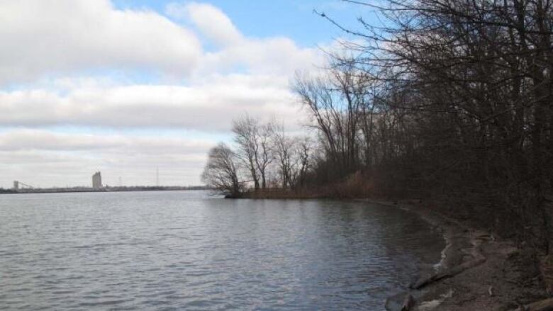 A body of water against some trees.