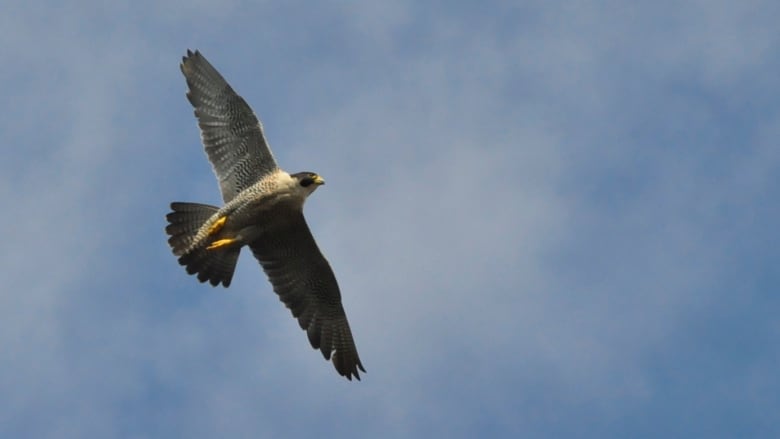 Bird in blue sky.