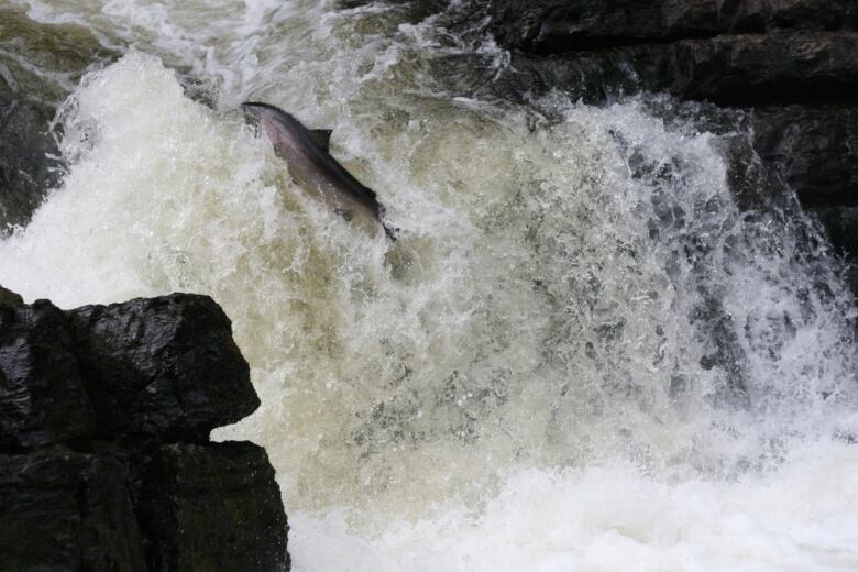 An Atlantic salmon jumps out of the water as it makes its way up a water fall. 