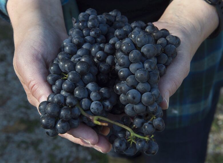 A handful of grapes.