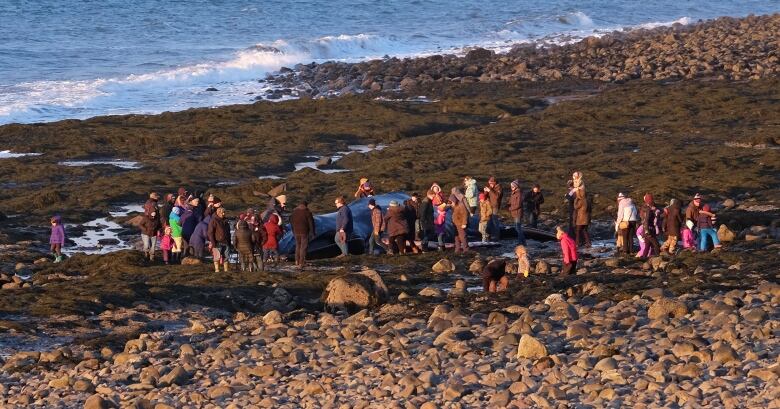 A large crowd gathers where a whale has washed ashore in Harbourville, N.S., in 2018.