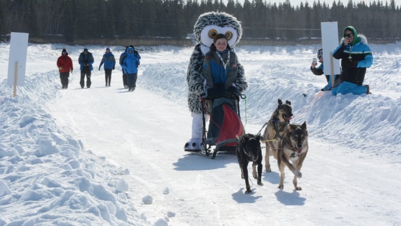 Child on sled  being pulled by dogs on a track.