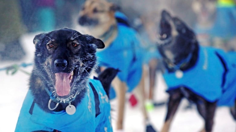 Sled dogs in blue vests stand in the snow.