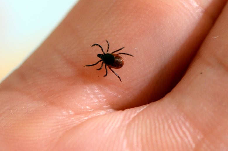 An adult blacklegged tick.