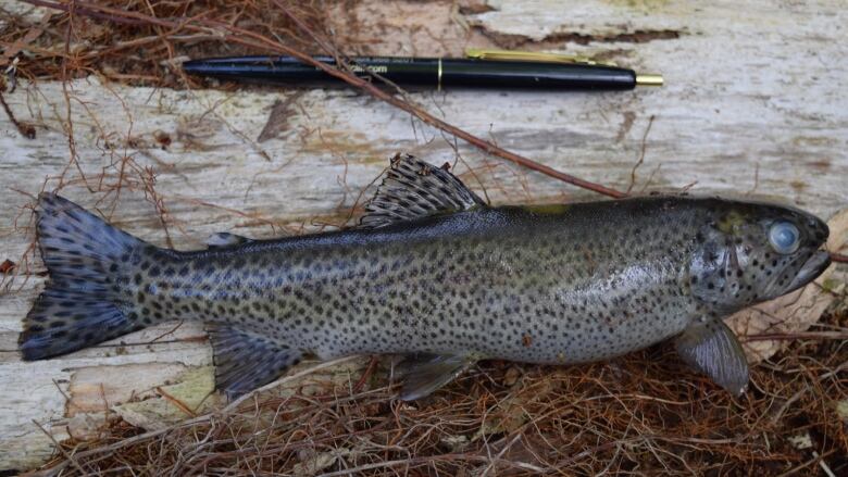 About 76 dead cutthroat trout, including this one, were found at Larson Creek in West Vancouver last week.