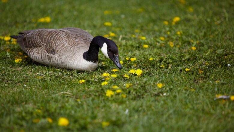 A goose in the grass.