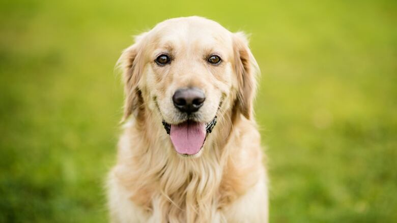 A golden retriever looks at the camera standing in a field of grass