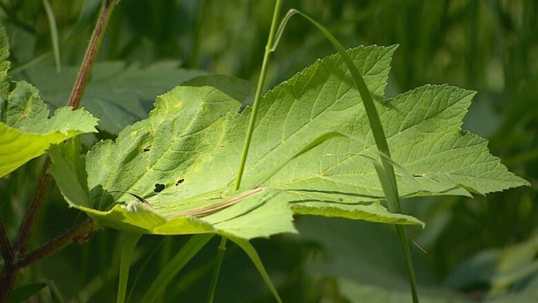 A close-up of a cow parsnip plant.