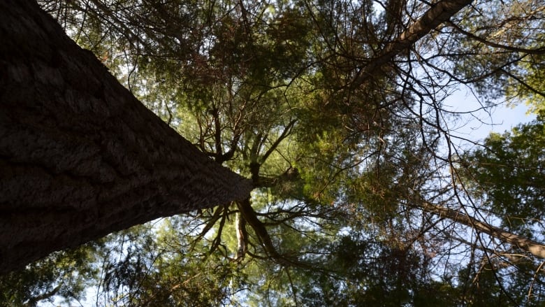 An evergreen tree is pictured in an angle looking up the trunk towards the canopy with branches fanning against a blue sky