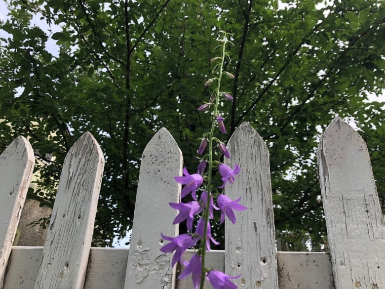 A creeping bellflower plant with purple pedals and long skinny green stem, is poking out of a white fence with trees in the background.