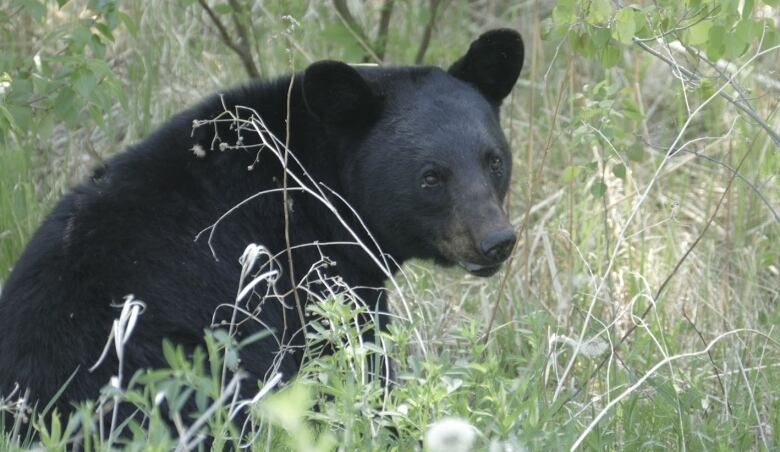 a small black bear sits in tall grass