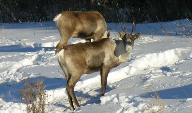 Two caribou stand in snow. One is looking directly at the camera. The other is standing behind and is bent over, so its head can't be seen.