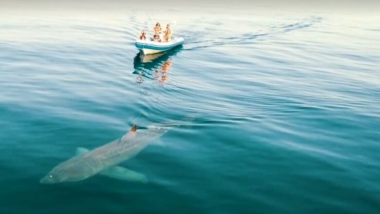 People in a small boat follow a giant basking shark swimming close to the surface of the water.