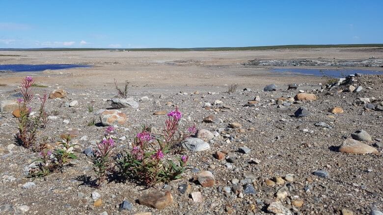 A rocky ground with pools of water in the background has a tiny patch of fireweed growing in the foreground. 