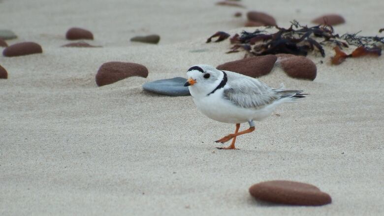 A white-plumed bird with some black streaks walls on a sandy beach.