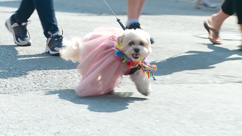 A dog is seen wearing colorful accessories and a pink outfit.