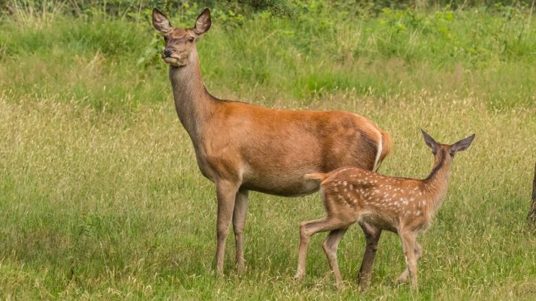 A mother deer and a fawn.