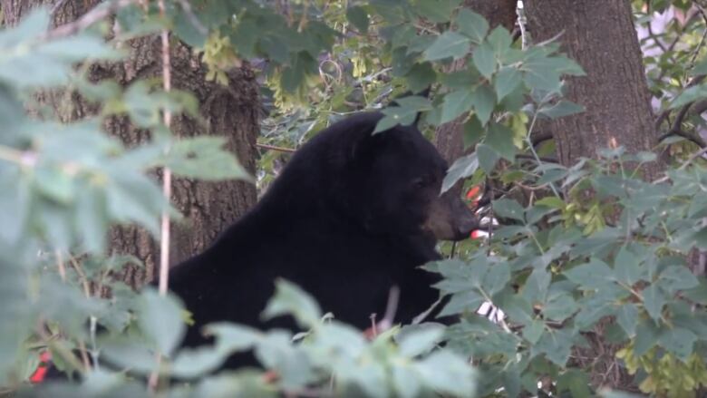 black bear sitting in a tree