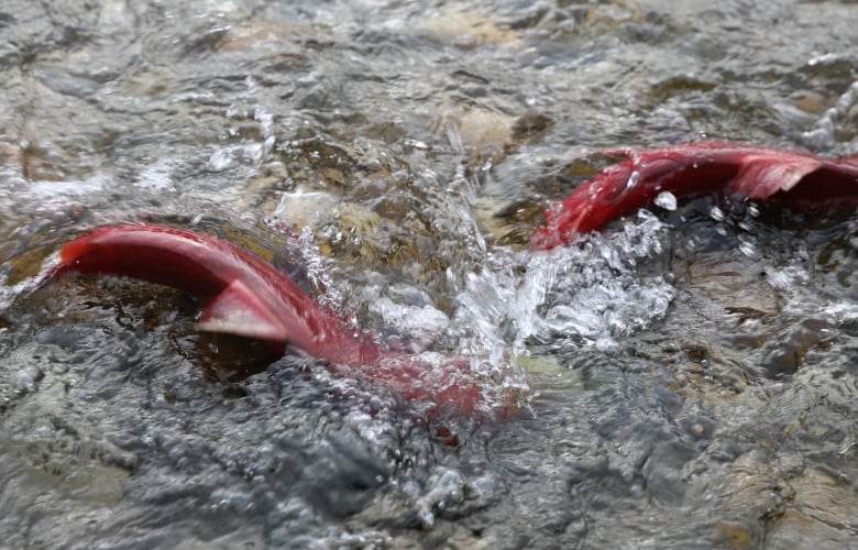 Two red sockeye salmon on the shallow surface of a river